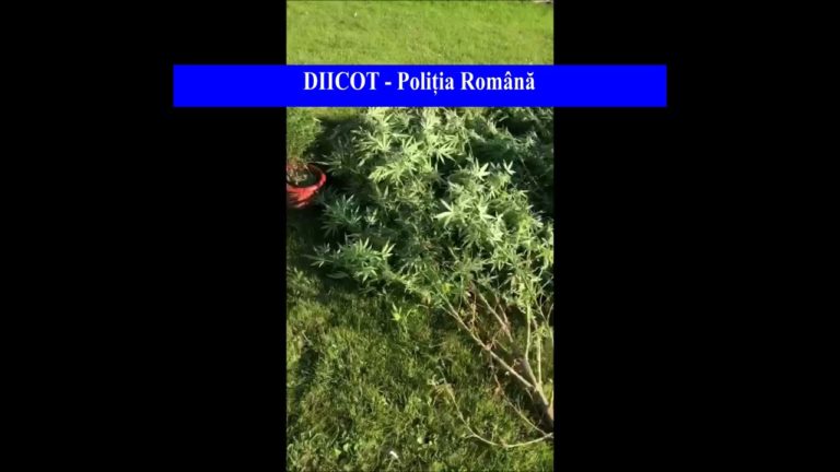 (VIDEO) Cultură de canabis într-un solar de legume