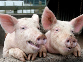 Guvernul a stabilit valoarea despăgubirilor acordate proprietarilor de animale afectați de pesta porcină