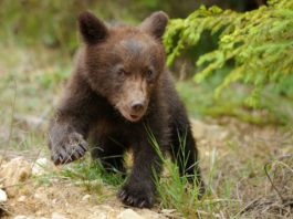 Pui de urs orfan, salvat de un jandarm din Dâmboviţa