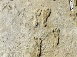 Urme de tălpi cu o vechime de 23.000 de ani rescriu istoria prezenţei umane în America