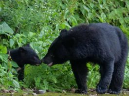 Metodă inedită folosită de japonezi pentru a proteja locuitorii de urși