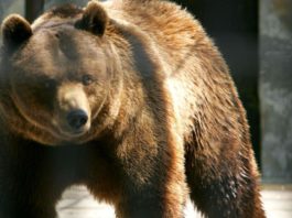 Cei doi bărbați atacați de un urs au fost transportați la spital