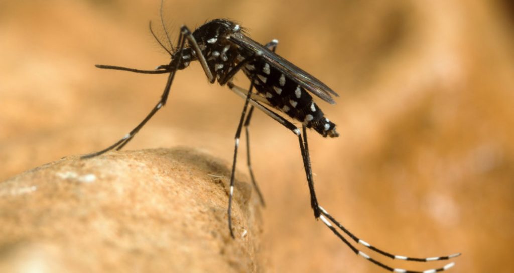 Alte două cazuri de infecţie cu virusul West Nile raportate în România
