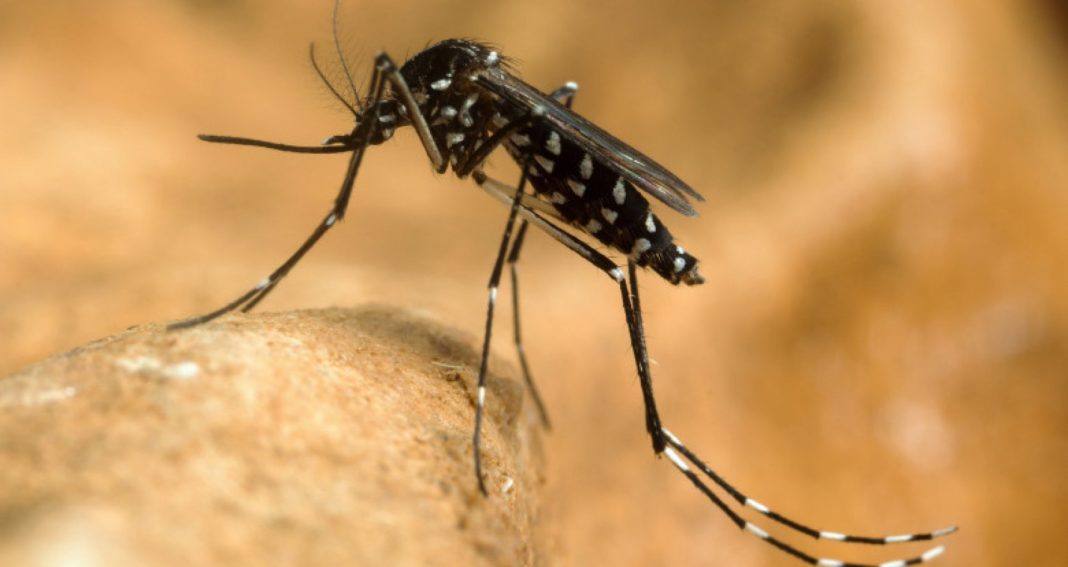 Alte două cazuri de infecţie cu virusul West Nile raportate în România