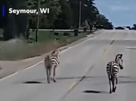 Până la sosirea autorităților, șoferii au imortalizat cele două zebre
