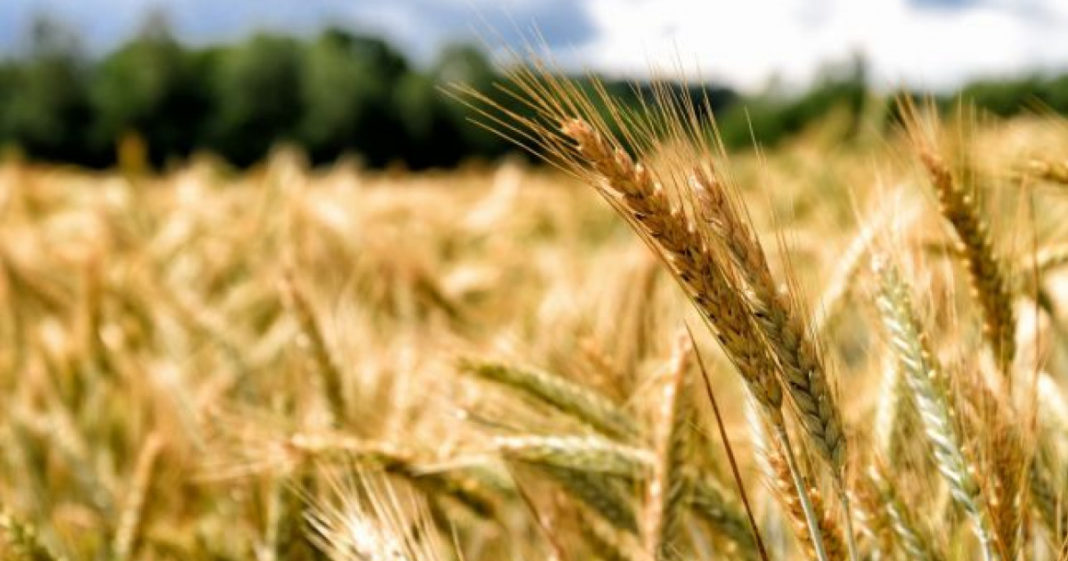 Lumea cumpără cantităţi record de grâu european, România devansează Rusia pe piaţa din Egipt