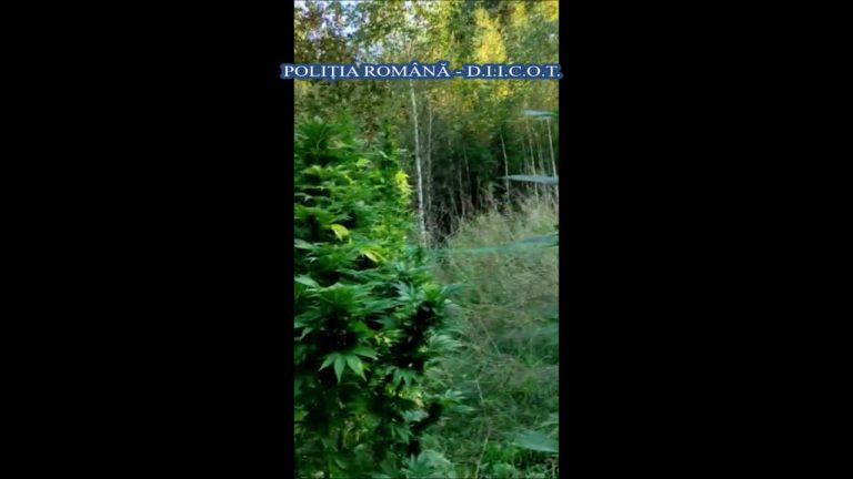 (VIDEO) Prinși în flagrant cu droguri de risc