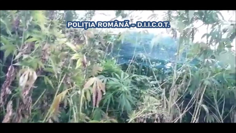 (VIDEO) 100 de kilograme de canabis, descoperite de polițiști