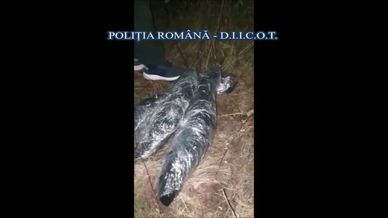 (VIDEO) Suspecţi de trafic de droguri, reţinuţi de poliţişti