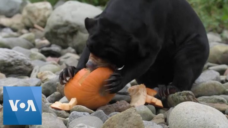 (VIDEO) SUA: Delicii de Halloween pentru animalele din grădinile zoologice