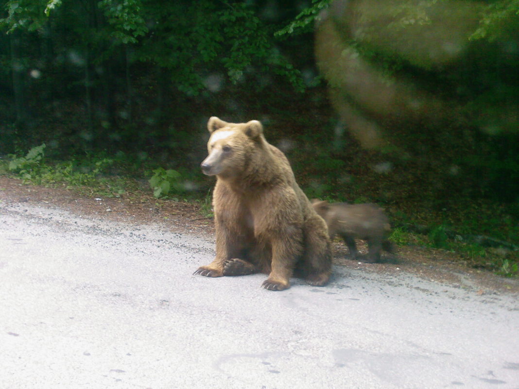Patru urși capturați în Brașov, în zona Șchei