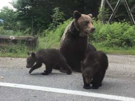 Ursoaică cu pui, văzută în cartierul Ursați din Târgu Jiu