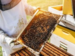 26 noiembrie, termenul limită de depunere a cererilor de ajutor de minimis în sectorul apicol