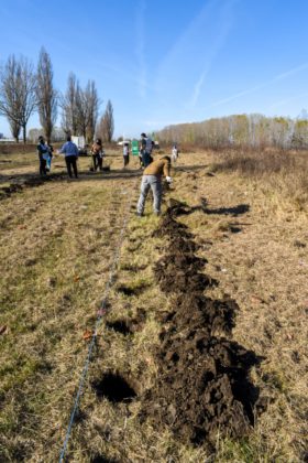 Pentru a deveni voluntar la plantare aveți nevoie de certificatul verde de vaccinare/trecere prin boală