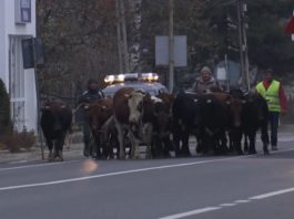 Cireadă de vacile "maidaneze", confiscată de autoritățile din Vatra Dornei