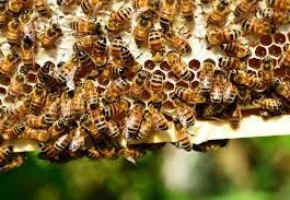 Schema de ajutor pentru sectorul apicol, aprobată în şedința de Guvern
