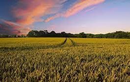Preţul mediu al unui hectar de teren arabil din România, mai mare decât în Franţa