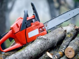 Gorj: Zeci de arbori, tăiați ilegal la Brănești