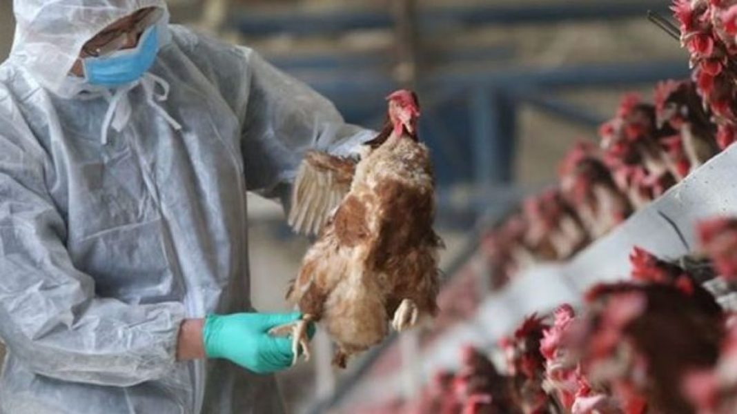 Focar de gripă aviară în Olt Focar de gripă aviară în Olt