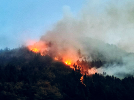 Incendiul de pădure de la Oituz, stins după zece zile
