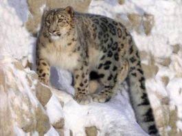 Trei leoparzi ai zăpezilor au murit în urma infectării cu COVID-19, la o grădină zoologică din SUA