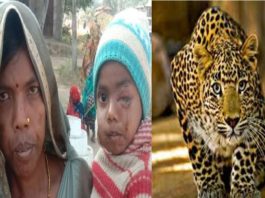 O femeie din India și-a salvat copilul răpit de un leopard după ce a fugit după el 1 km