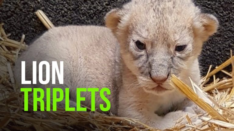 (VIDEO) Germania: O grădina zoologică prezintă trei pui de leu, la 5 săptămâni după naștere