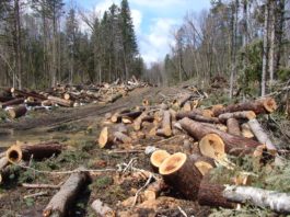 25 de percheziţii în Bistriţa-Năsăud într-un dosar privind furt de copaci