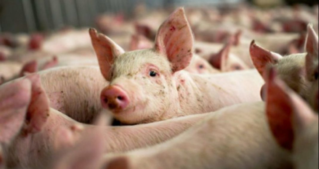 Autoritățile dau vina pe ”samsarii de porci” pentru epidemia de pestă porcină