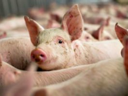 Autoritățile dau vina pe ”samsarii de porci” pentru epidemia de pestă porcină