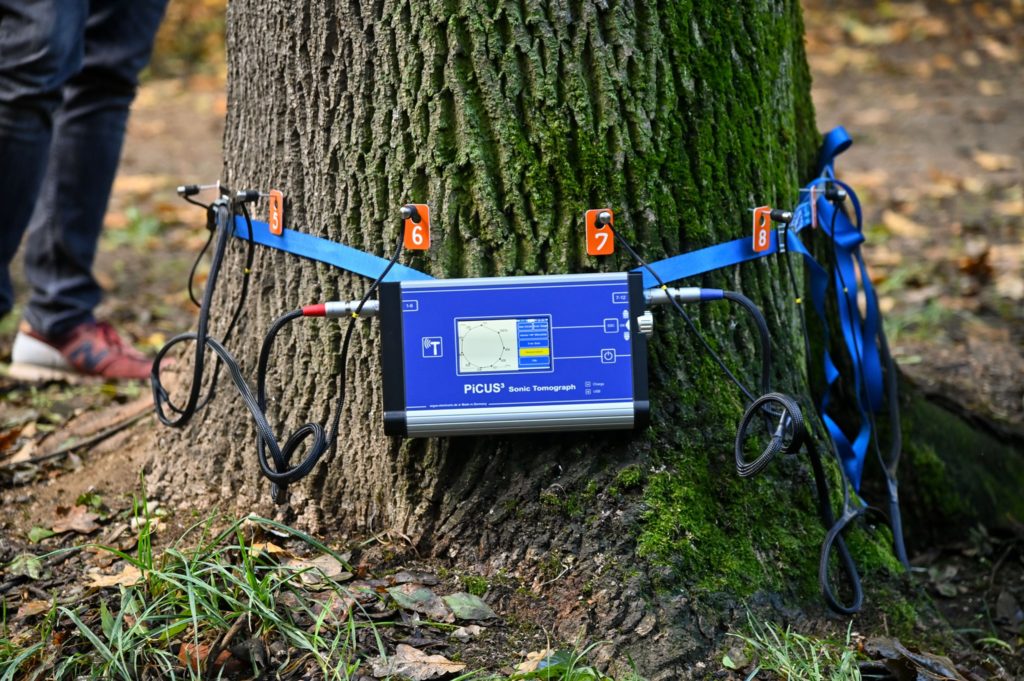 Primăria Craiova dă 24.000 de euro pe un tomograf cu care va inspecta starea de sănătate a copacilor
