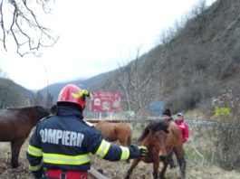 Misiune dificilă de salvare a șase cai căzuți într-un canal