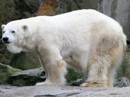 Cel mai vârstnic urs polar din Europa a murit la 37 de ani