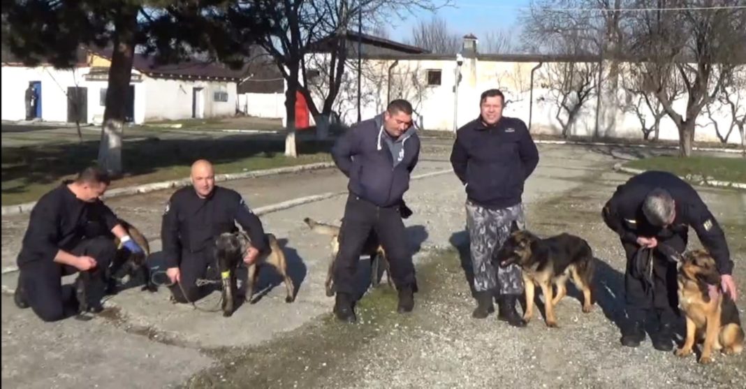 Gorj: Jandarmii gorjeni au în dotare cinci noi câini de serviciu