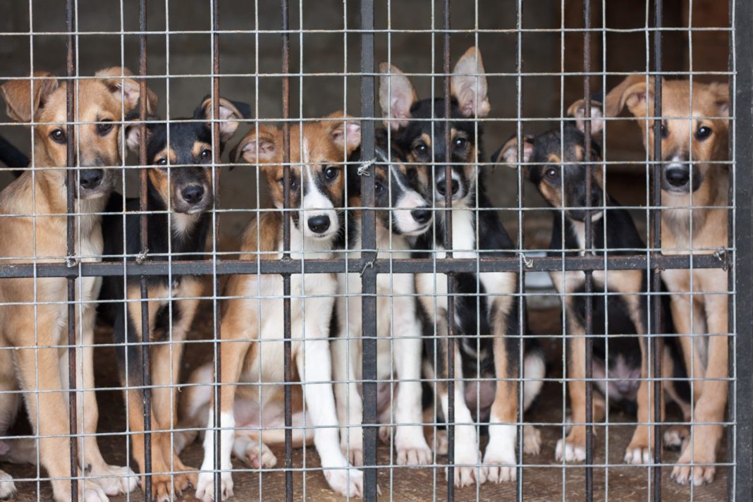 25 de dosare penale pentru violență împotriva animalelor, în Dolj