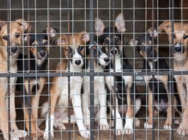 25 de dosare penale pentru violență împotriva animalelor, în Dolj