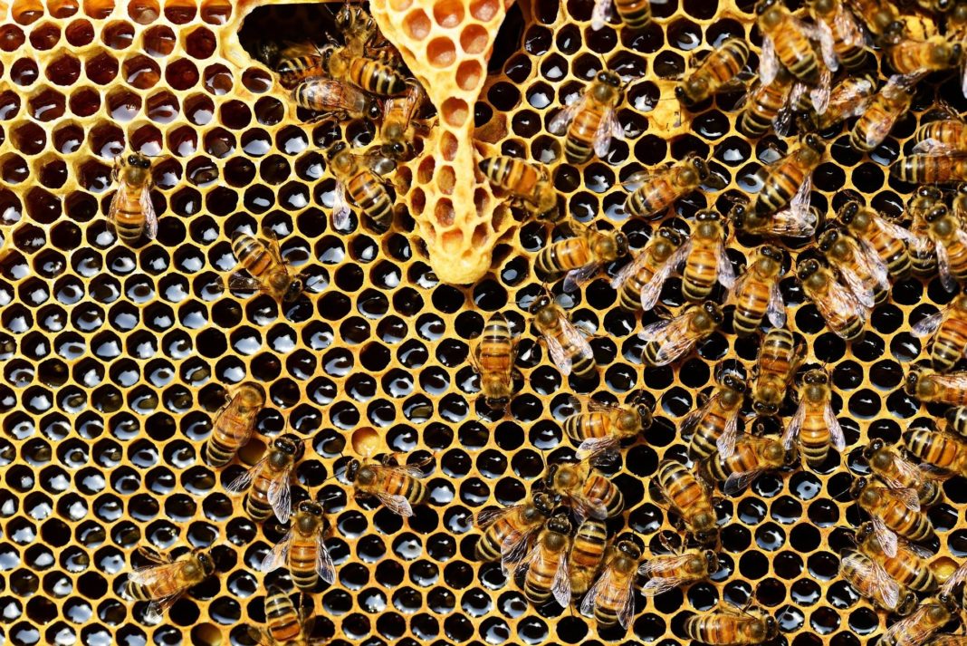 A demarat plata ajutorului de minimis pentru sectorul apicol