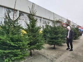 Cât costă un brad de Crăciun în Craiova