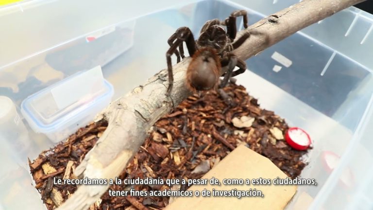 Doi germani au încercat să scoată din Columbia 300 de păienjeni, gândaci, scorpioni și tarantule