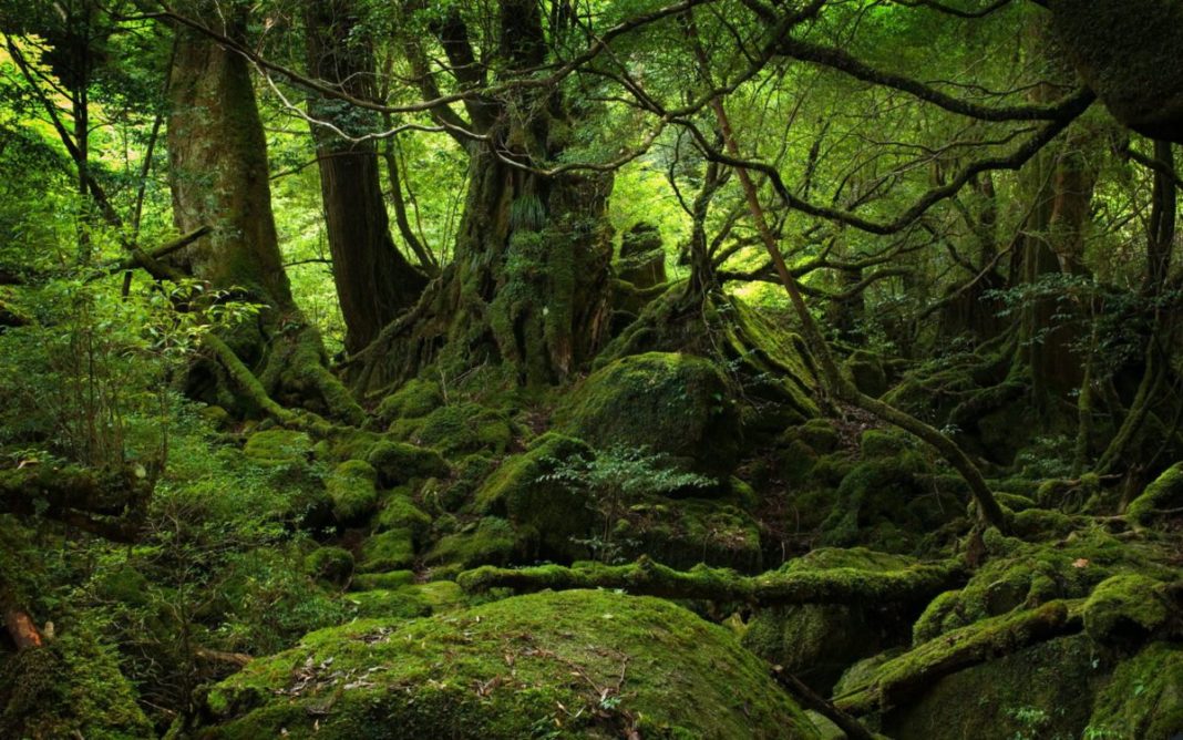 7.400 hectare de pădure, introduse în Catalogul Naţional al Pădurilor Virgine şi Cvasivirgine