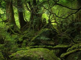 7.400 hectare de pădure, introduse în Catalogul Naţional al Pădurilor Virgine şi Cvasivirgine