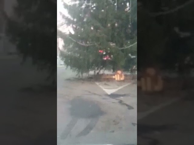Brad de Crăciun, montat în mijlocul unei intersecții