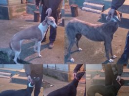 Cei 7 câini rasa ogar au fost lăsaţi în custodie reprezentanţilor A.J.V.P.S. Dolj, până la definivarea cercetărilor