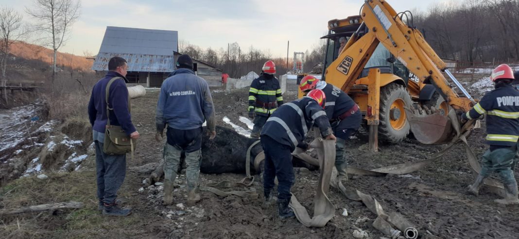 Bovină de aproape o tonă, salvată de pompieri dintr-un canal