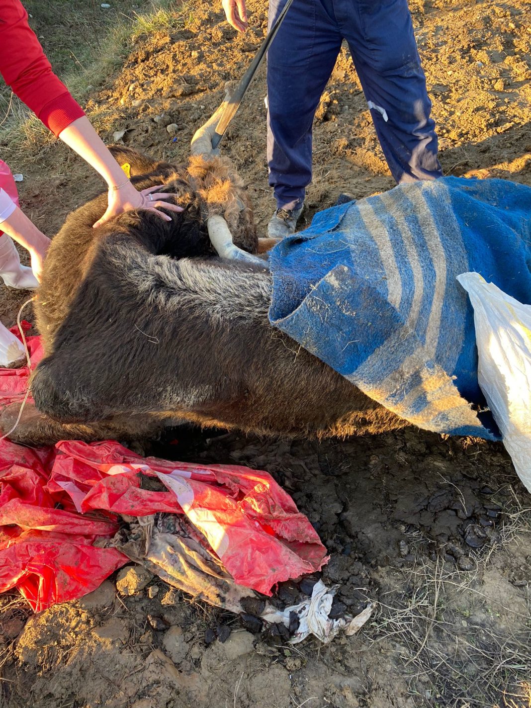 Gorj: Bovină abandonată pe marginea unui drum