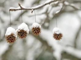 Cum va fi vremea în luna ianuarie