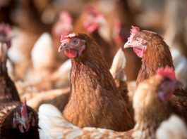2,5 milioane de păsări, sacrificate din cauza gripei aviare, în Franța