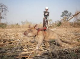 Șobolanul care depista mine antipersonal în Cambodgia a murit de bătrânețe