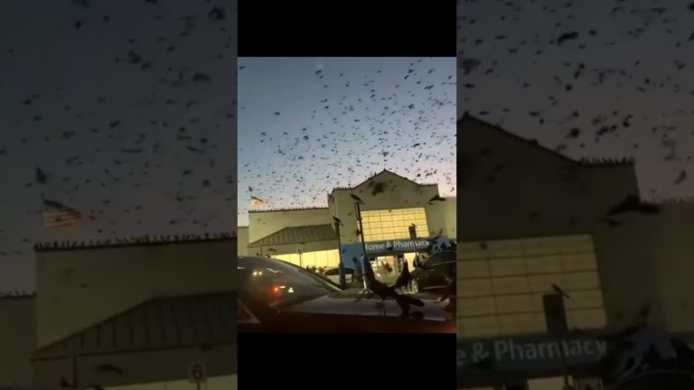 Un stol imens de păsări a invadat parcarea unui centru comercial din SUA