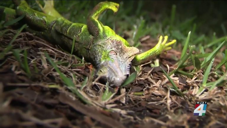 (VIDEO) Iguanele cad din pomi în Florida din cauza frigului